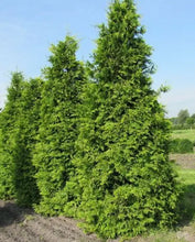 Load image into Gallery viewer, Thuja plicata Western Red Cedar
