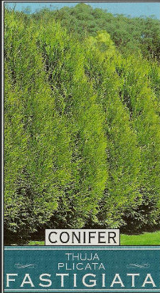 Thuja plicata Fastigiata