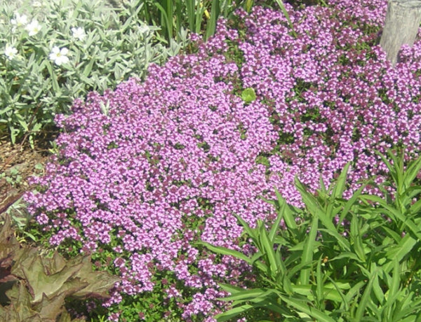 Thymus coccineus Red Creeping Thyme