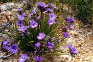 Thysanotus multiflorus