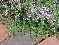 Thyme 'Creeping White'