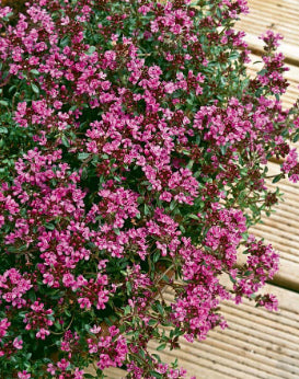 Thymus serpyllum coccineus Creeping Crimson Thyme