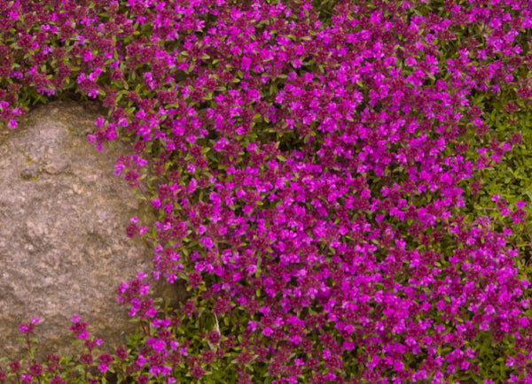 Thymus serphyllum Creeping Pink Thyme