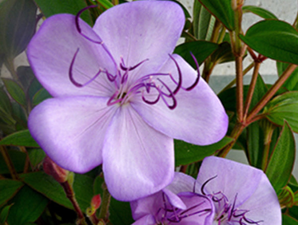 Tibouchina Blue Moon