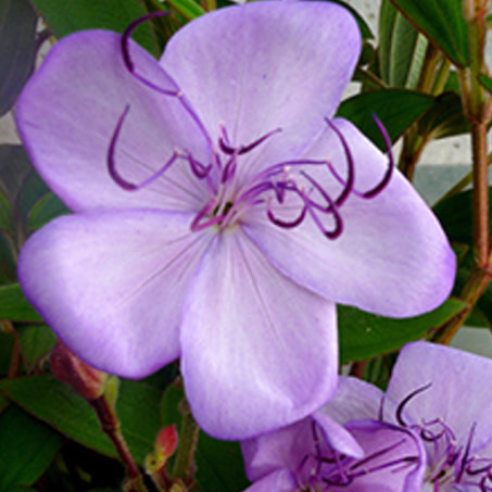 Tibouchina organensis Blue Moon