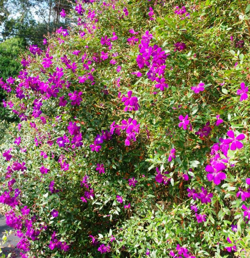 Tibouchina Jazzie