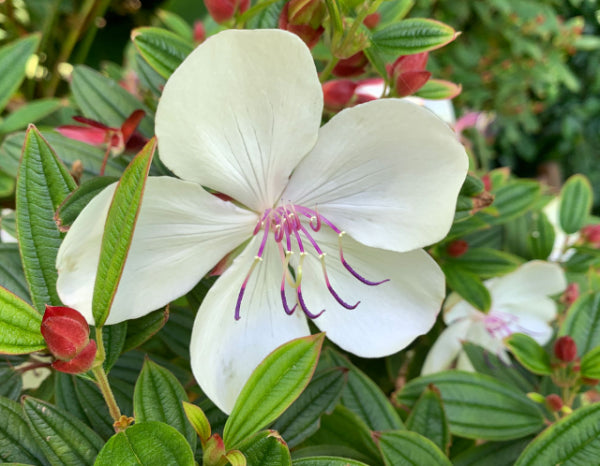 Tibouchina Peace Baby PBR