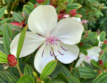 Load image into Gallery viewer, Tibouchina Peace Baby PBR
