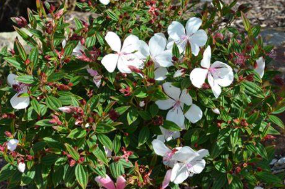 Tibouchina Peace Baby PBR