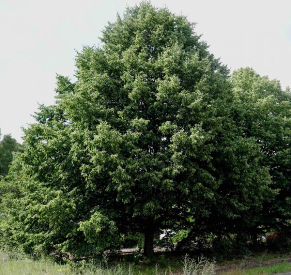 Small Leaf Lynden Tree