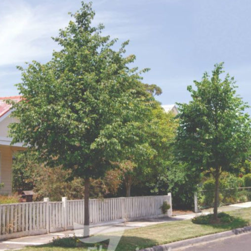 Tilia cordata Greenspire