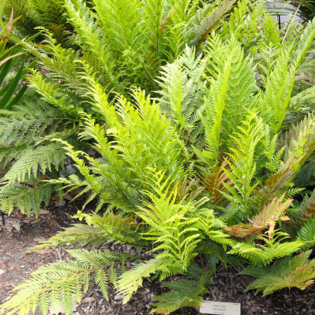 Todea barbara King Fern