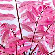 Toona sinensis Flamingo