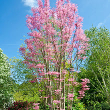 Load image into Gallery viewer, Toona sinensis Flamingo
