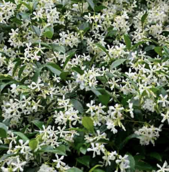 Asiatic Jasmine