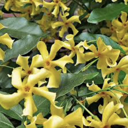 Trachelospermum jasminoidies Star of Toscana
