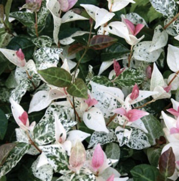 Trachelospermum jasminoides tricolour