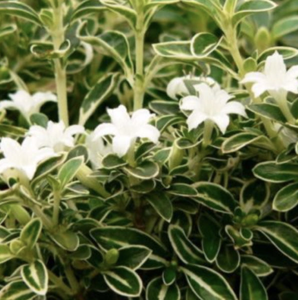 Trachelospermum jasminoides Valley Lights PBR