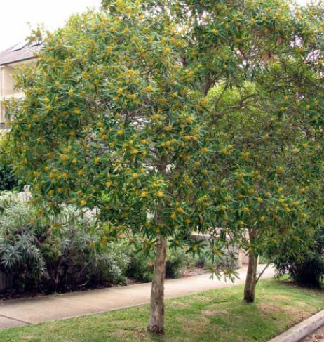 Tristaniopsis laurina