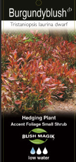 Tristaniopsis laurina Burgundy Blush