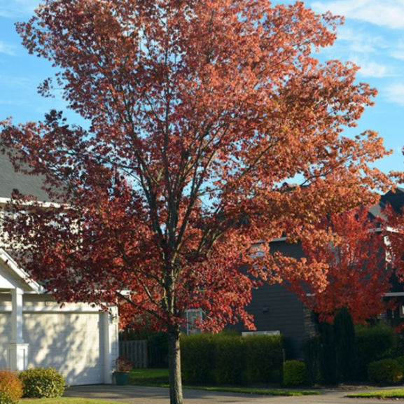 Ulmus carpinifolia x parvifolia Frontier Elm