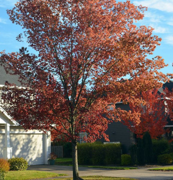 Ulmus carpinifolia x parvifolia Frontier Elm