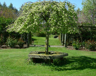 Ulmus glabra Camperdownii Weeping Elm