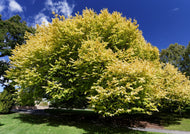 Ulmus glabra Lutescens Golden Elm