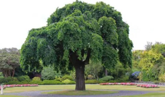 Ulmus glabra Pendula
