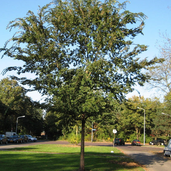Ulmus parvifolia Chinese Elm