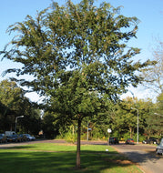 Ulmus parvifolia 'Chinese Elm'