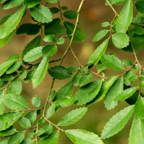 Ulmus parvifolia Chinese Elm