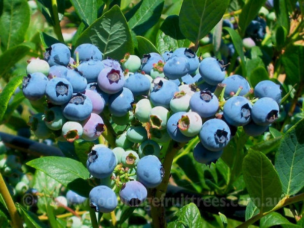 Vaccimium 'Blue Rose' Blueberry