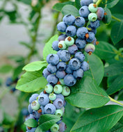Vaccinium corymbosum Blue Pearl Blueberry