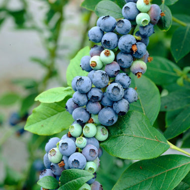 Vaccinium corymbosum Blue Pearl Blueberry
