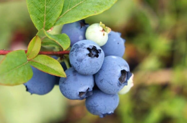 Vaccinium corymbosum  {Blueberry - ZF06-179 PBR Brazelberries Jelly Bean}