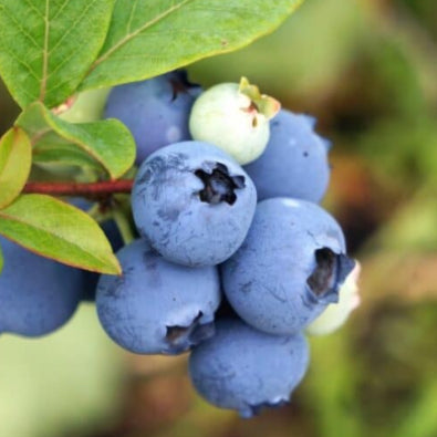 Vaccinium corymbosum 'ZF06-179' Jelly Bean Brazelberry