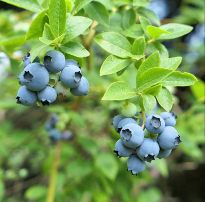 Vaccinium corymbosum Northland Blueberry