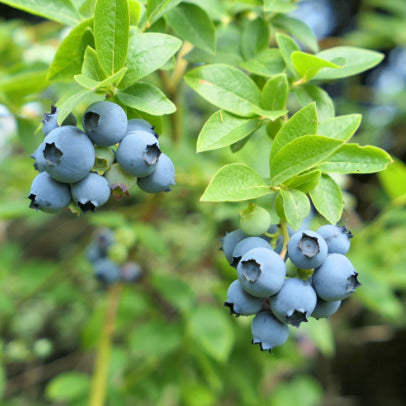 Vaccinium corymbosum Northland Blueberry