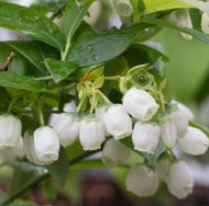 Vaccinium corymbosum Pink Icing Blueberry