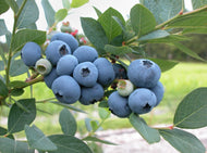 Vaccinium Blue Joy Blueberry