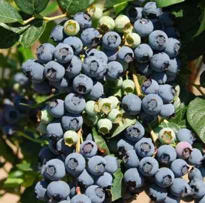 Vaccinium spp. Britewell Blueberry