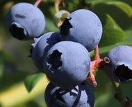 Vaccinium spp. Caroline Blueberry
