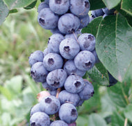 Vaccinium spp. Denise Blueberry