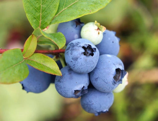 Vaccinium spp. Misty Blueberry