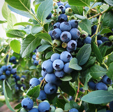 Load image into Gallery viewer, Vaccinium spp. Sunshine Blue (Blueberry)
