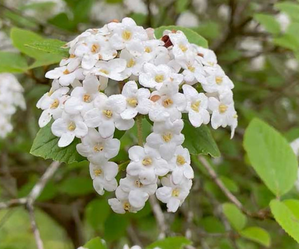 Viburnum burkwoodii Anne Russell