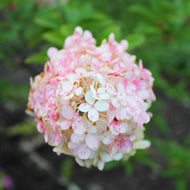 Viburnum carlesii Korean Spice