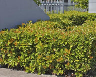 Viburnum odoratissimum 'Emerald Lustre'