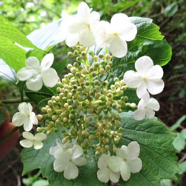 Viburnum opulus Aureum